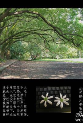 ฮาโอเก – โคโตริ