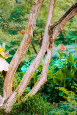 Cardcaptor Sakuragi no Honsakura@木之本如(9 ภาพ)